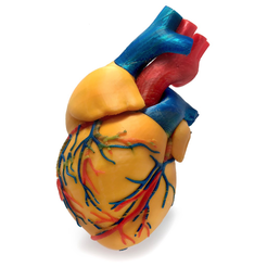Capture d’écran 2017-06-01 à 11.18.33.png 3 colors Anatomical Heart